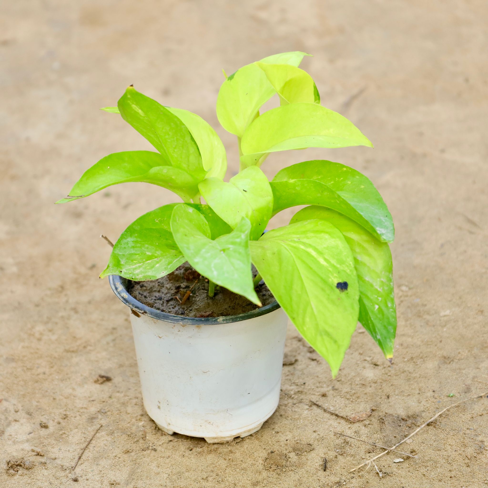 Golden Money Plant in 4 Inch Nursery Pot