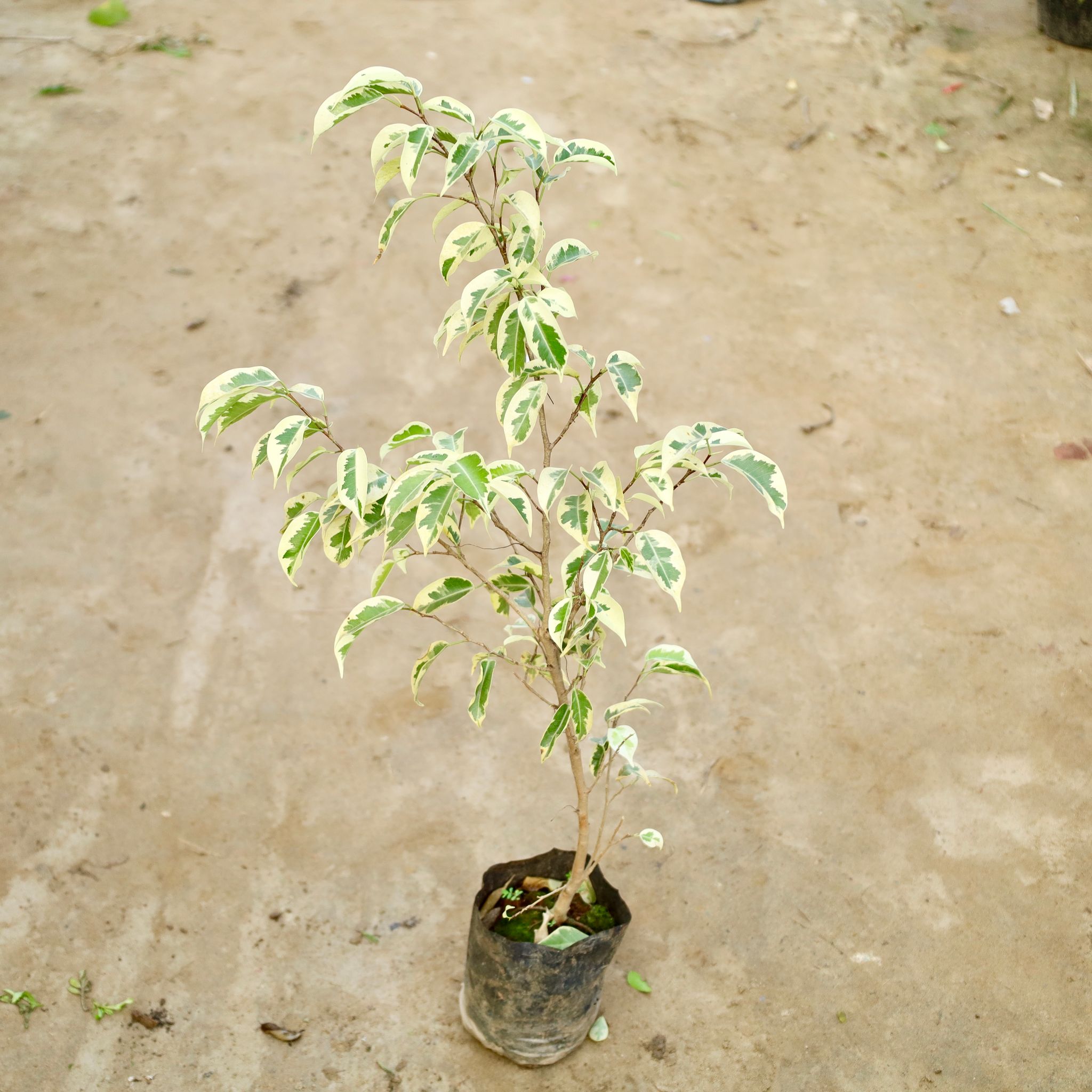 Ficus Star Light in 5 Inch Nursery Bag