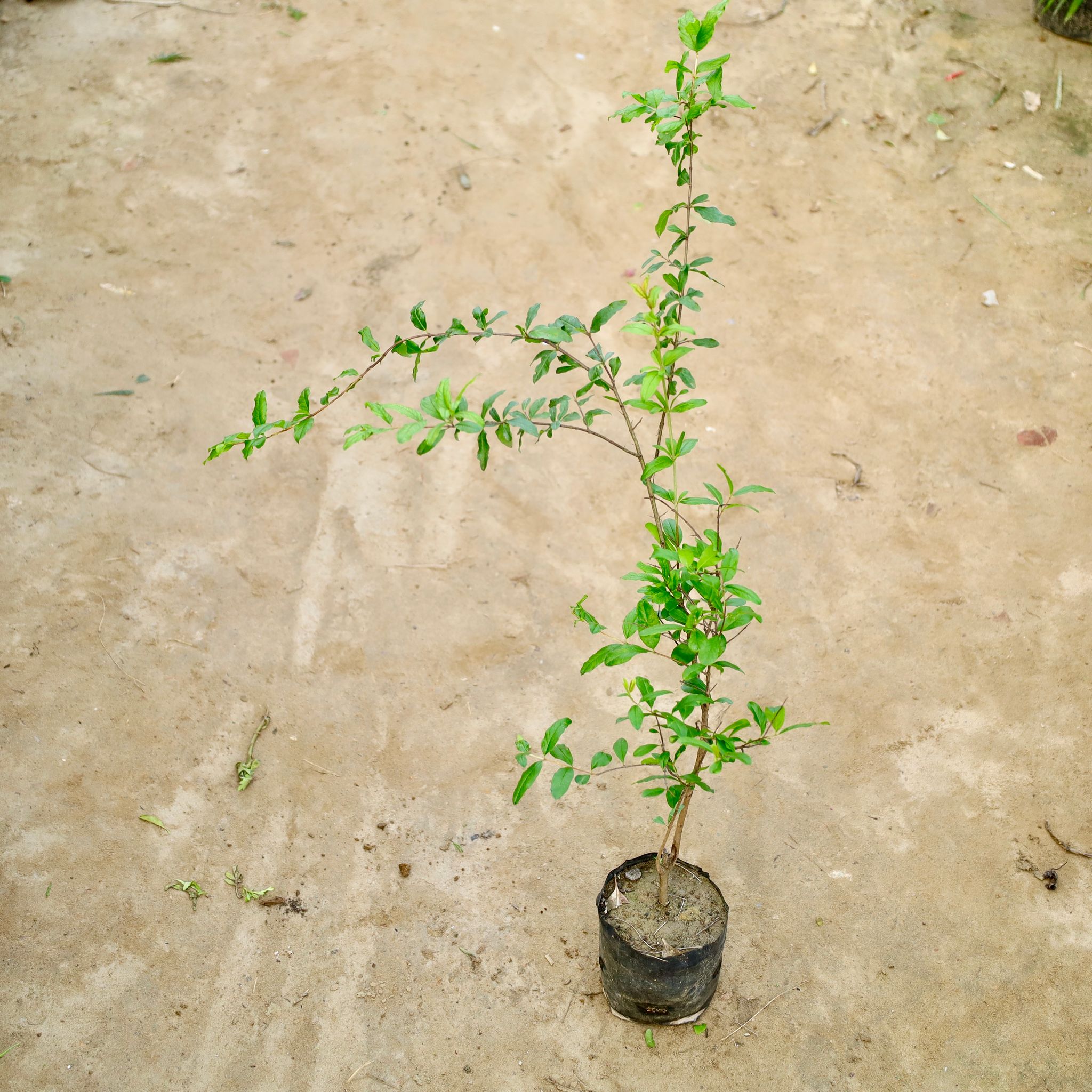 Anar / Pomegranate in 6 Inch Nursery Bag
