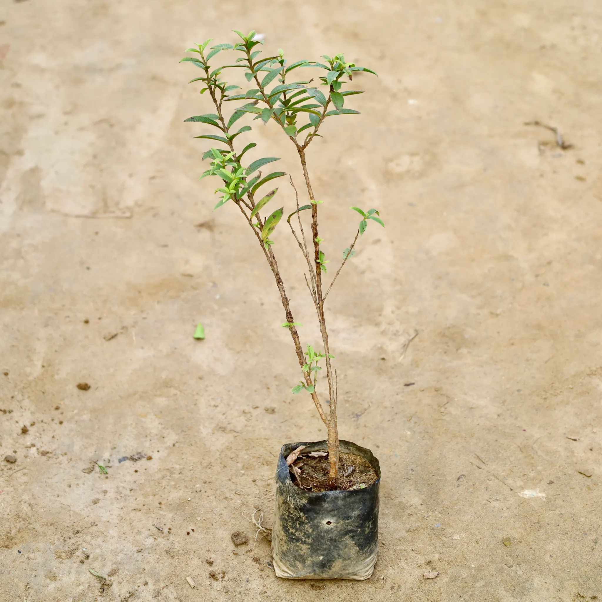 Miniature Guava  in 8 Inch Nursery Bag