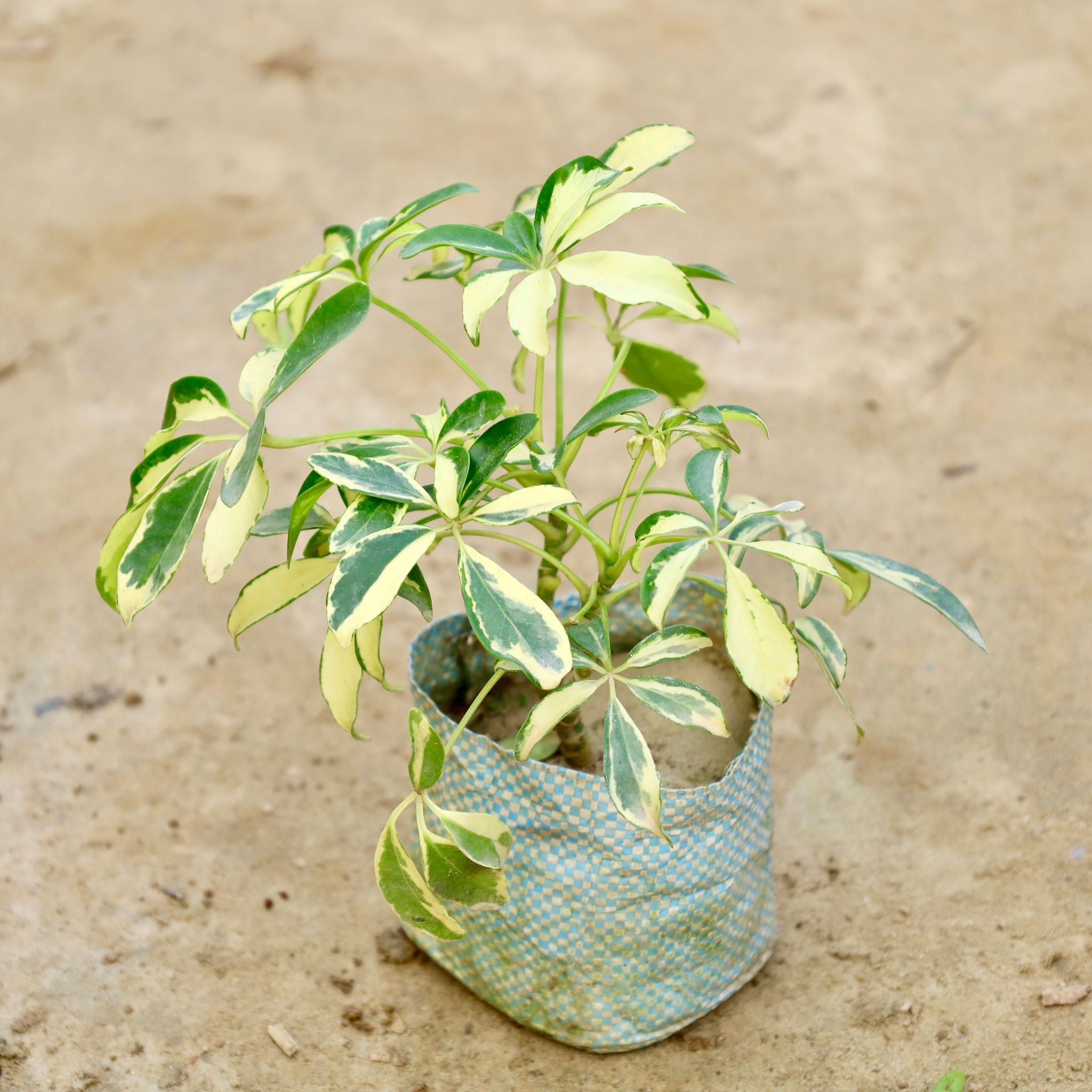 Schefflera Variegated in 4 Inch Nursery Bag
