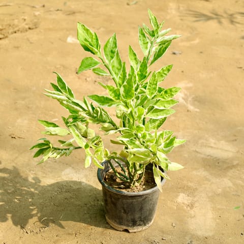 Pedilanthus / Devil'S Backbone in 6 Inch Nursery Pot