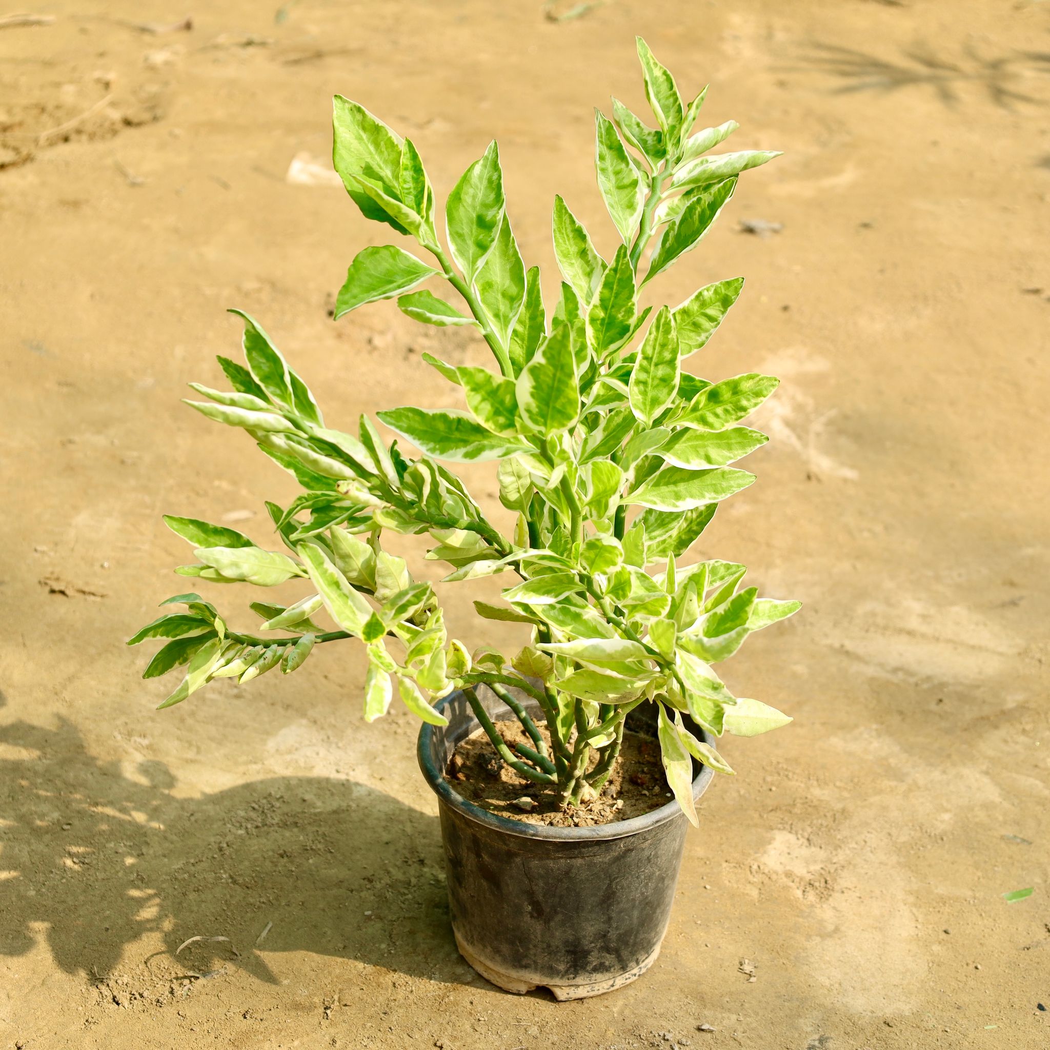 Pedilanthus / Devil'S Backbone in 6 Inch Nursery Pot