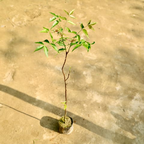 Neem in 6 Inch Nursery Bag