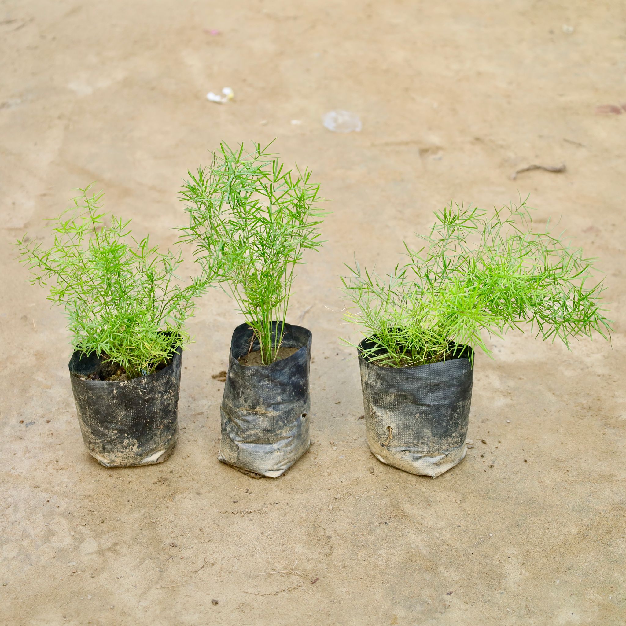 Set Of 3 - Asparagus Mary Desi in 4 Inch Nursery Bag