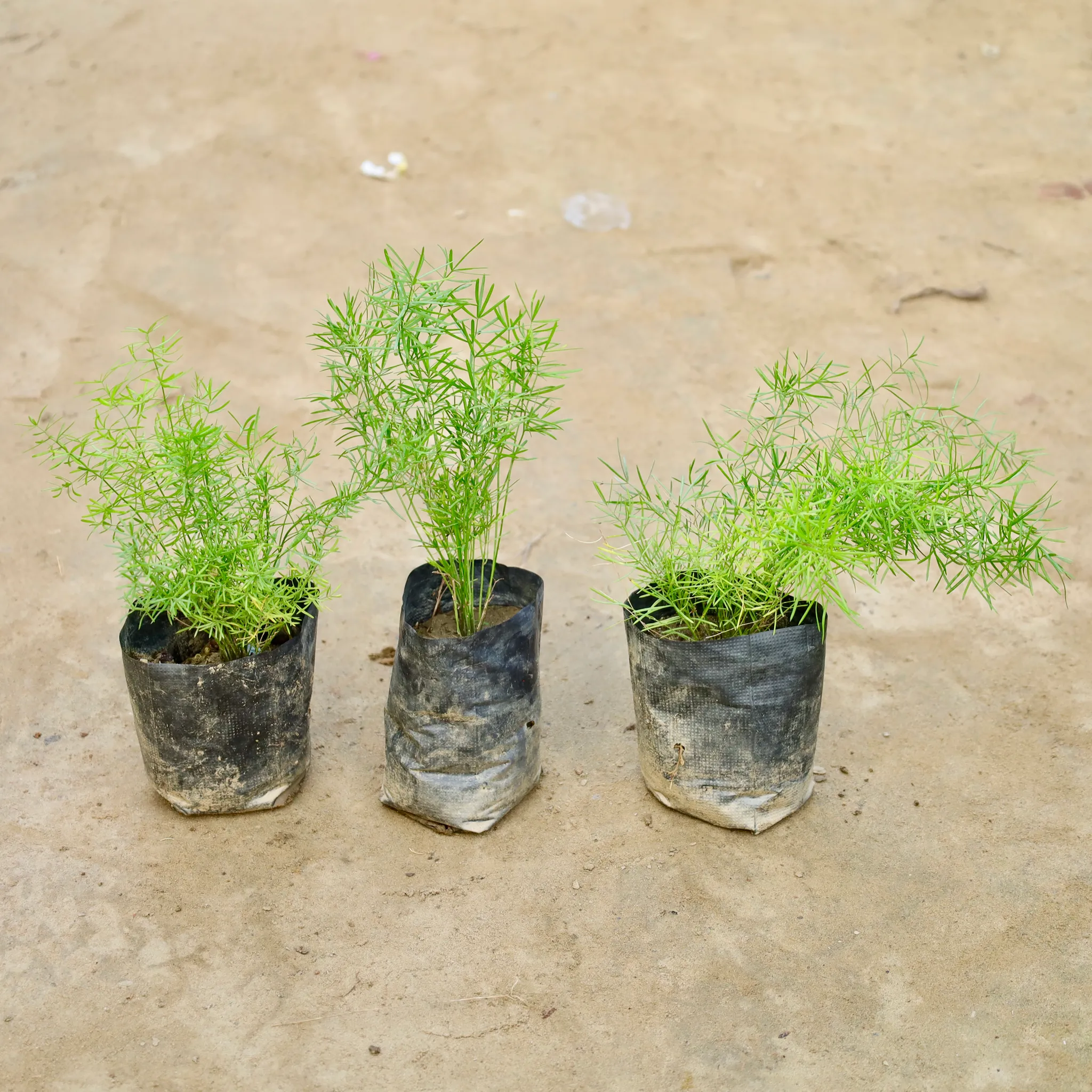 Set Of 3 - Asparagus Mary Desi in 4 Inch Nursery Bag