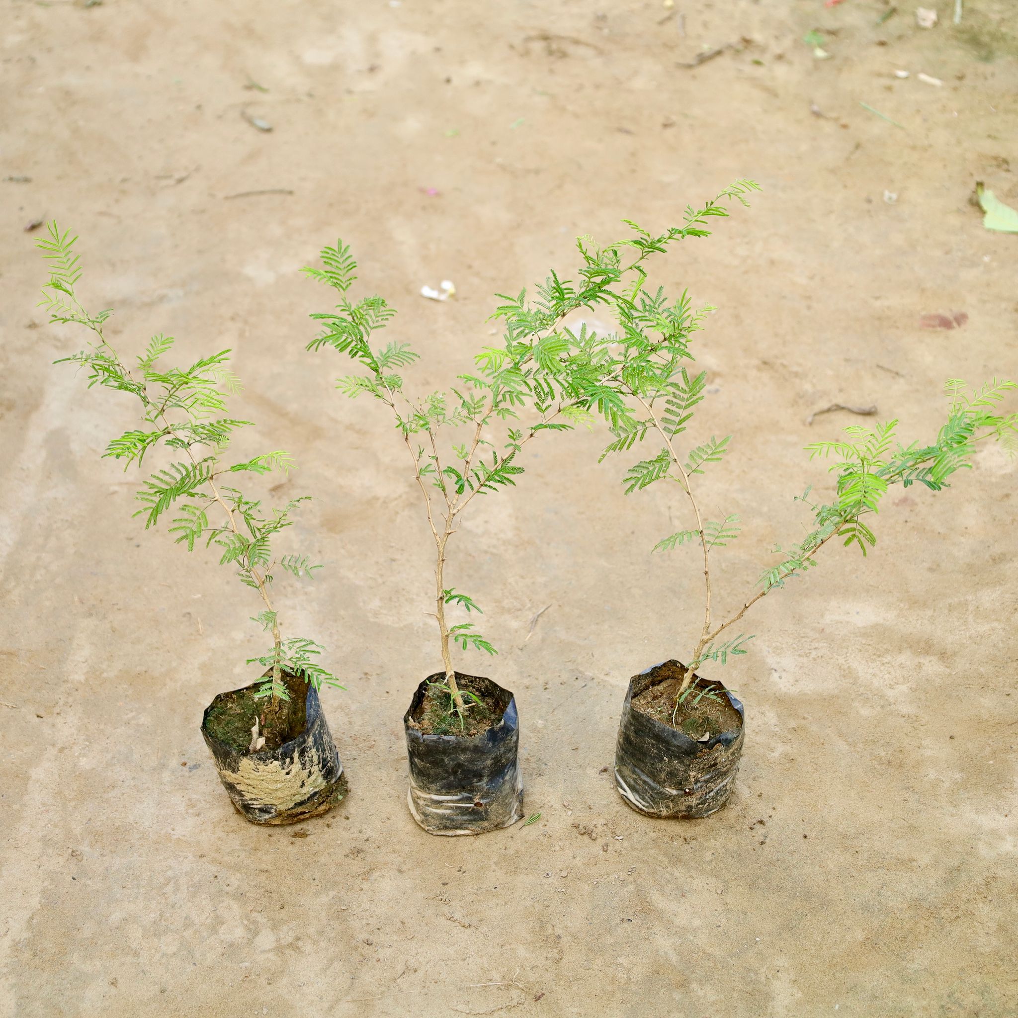 Set Of 3 - Shami Plant (1 Ft) in 4 Inch Nursery Bag