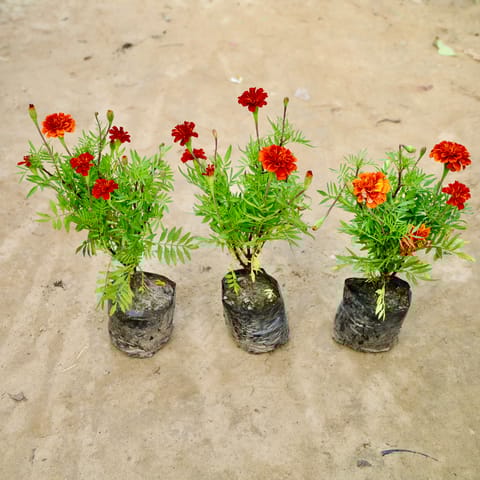 Set Of 3 - Marigold / Genda Jafri & French (Any Colour) in 4 Inch Nursery Bag
