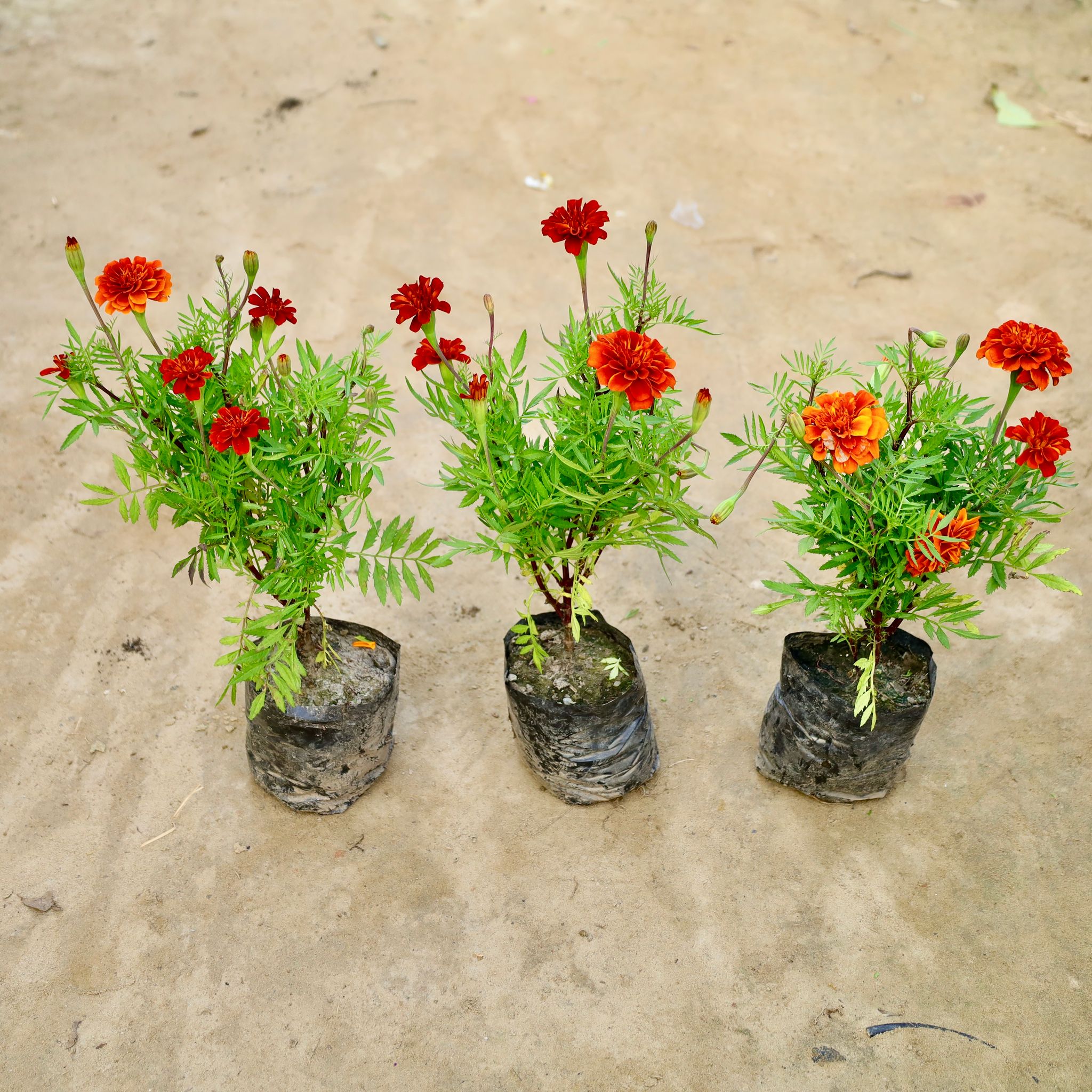Set Of 3 - Marigold / Genda Jafri & French (Any Colour) in 4 Inch Nursery Bag