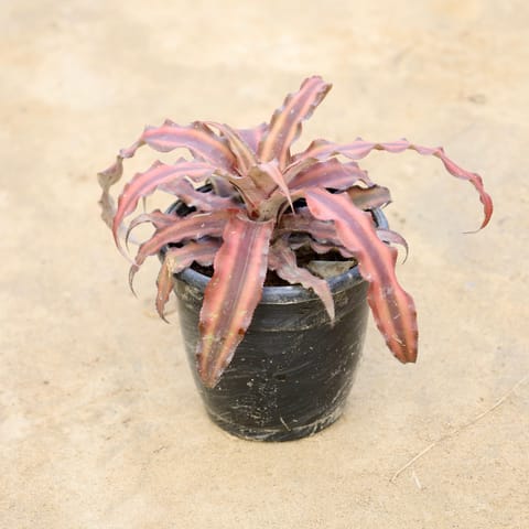 Cryptanthus (Any Colour) in 4 Inch Nursery Pot