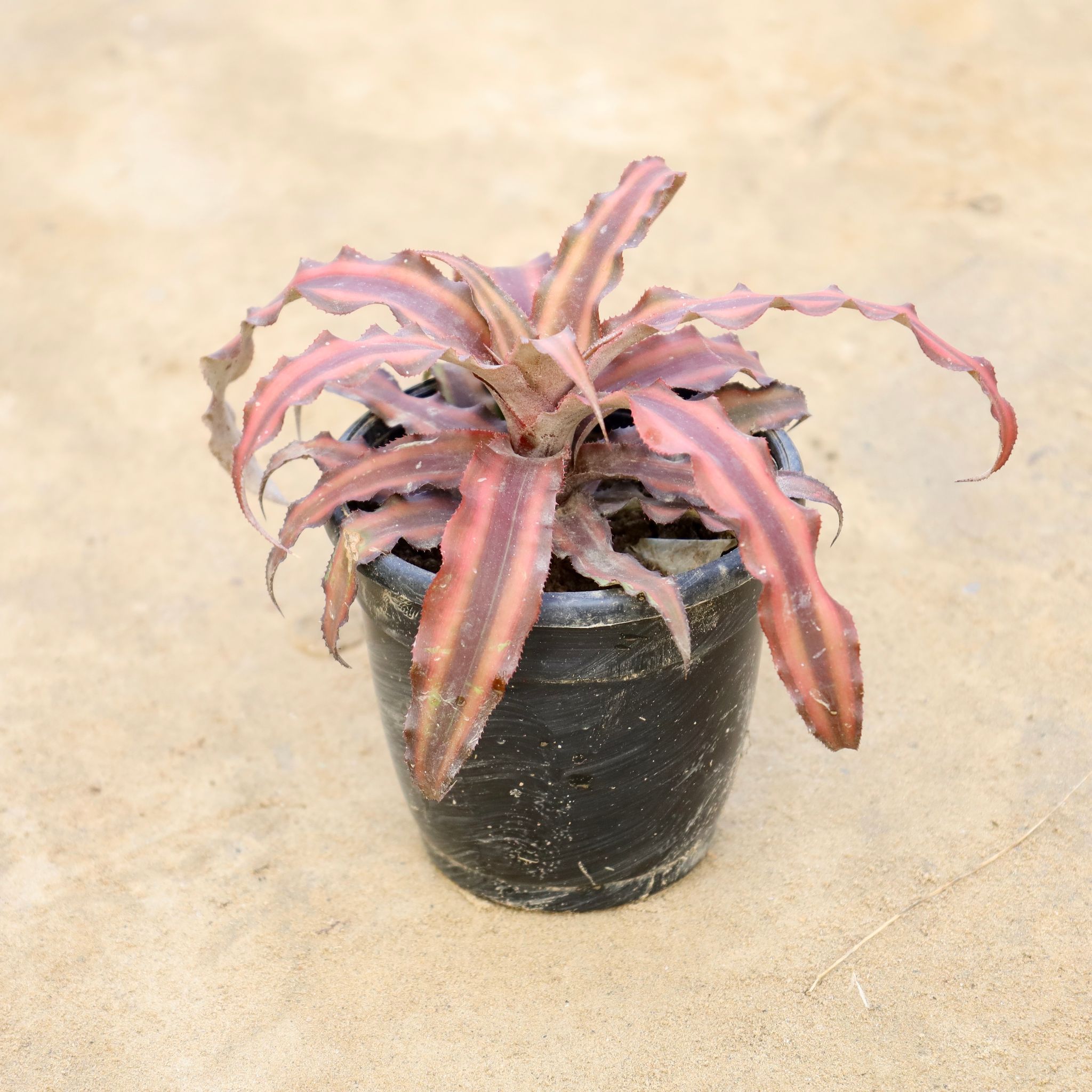 Cryptanthus (Any Colour) in 4 Inch Nursery Pot