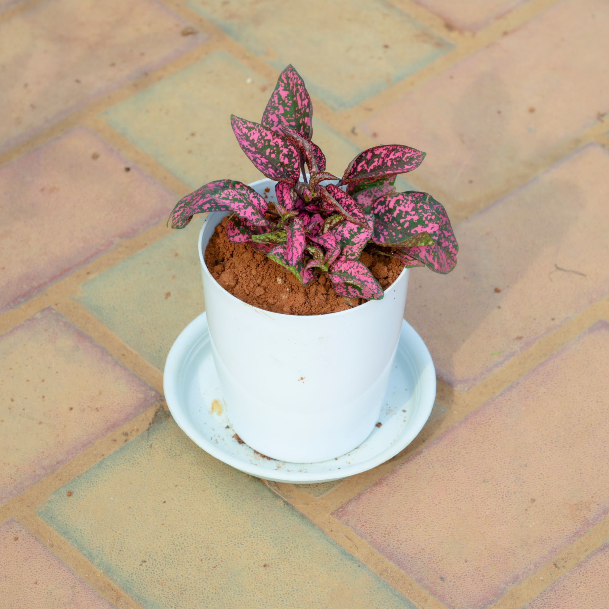 Hyposthese / Polka Dot Red in 5 Inch White Premium Sphere Plastic Pot with Tray
