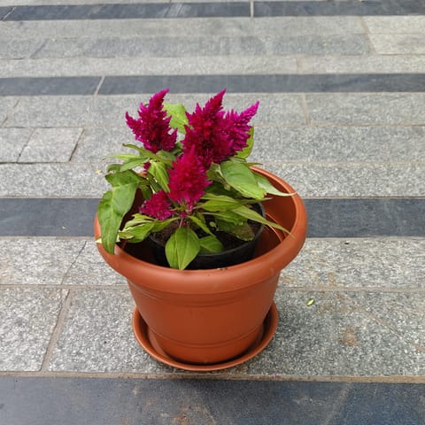 Cockscomb Pink in 7 Inch Classy Red Plastic Pot with Tray