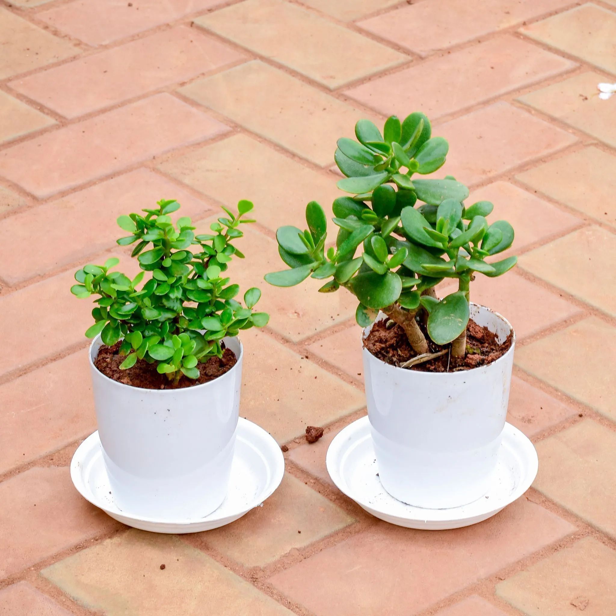 Set of 2 - Jade & Crasulla in 5 Inch White Premium Sphere Plastic Pot with Tray