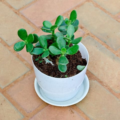 Crassula Ovata Succulent in 6 Inch White Premium Sphere Plastic Pot with Tray