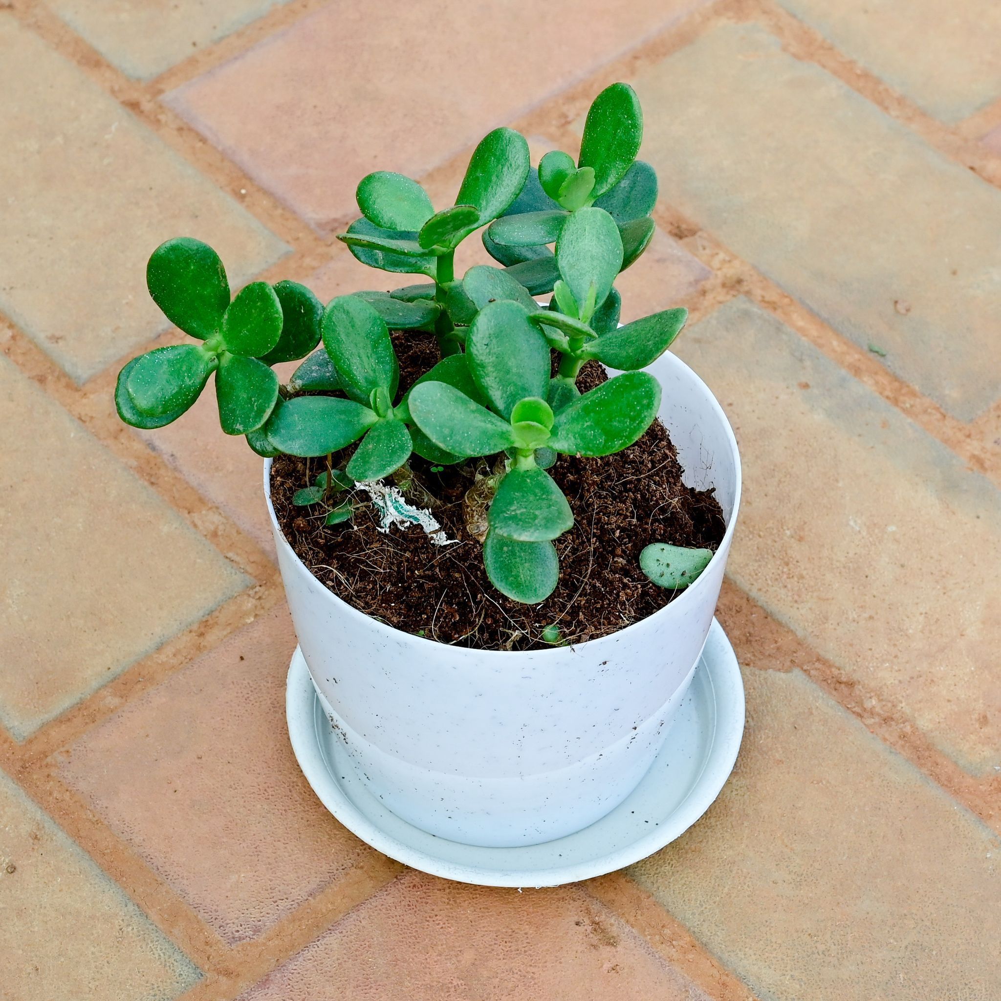 Crassula Ovata Succulent in 6 Inch White Premium Sphere Plastic Pot with Tray