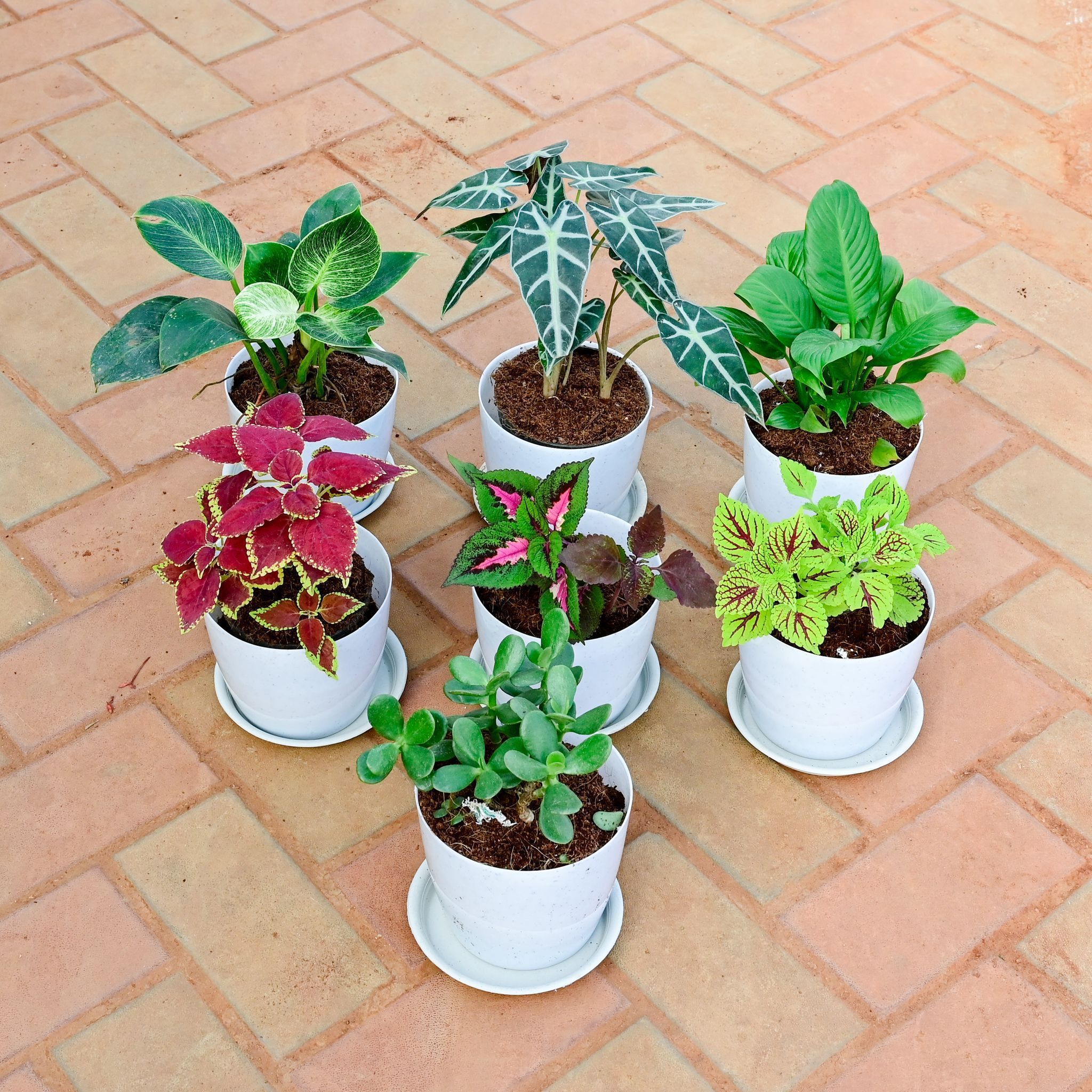 Balcony Special - Set of 7 - Coleus Trusty Rusty, Coleus Wizard Rose, Coleus ColorBlaze Golden Dreams, Crassula, Peace Lily , Alocasia Amazonica & Philodendron Birkin in 7 Inch White Premium Sphere Plastic Pot with Tray