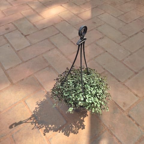 Black Vine in 6 Inch Hanging Pot