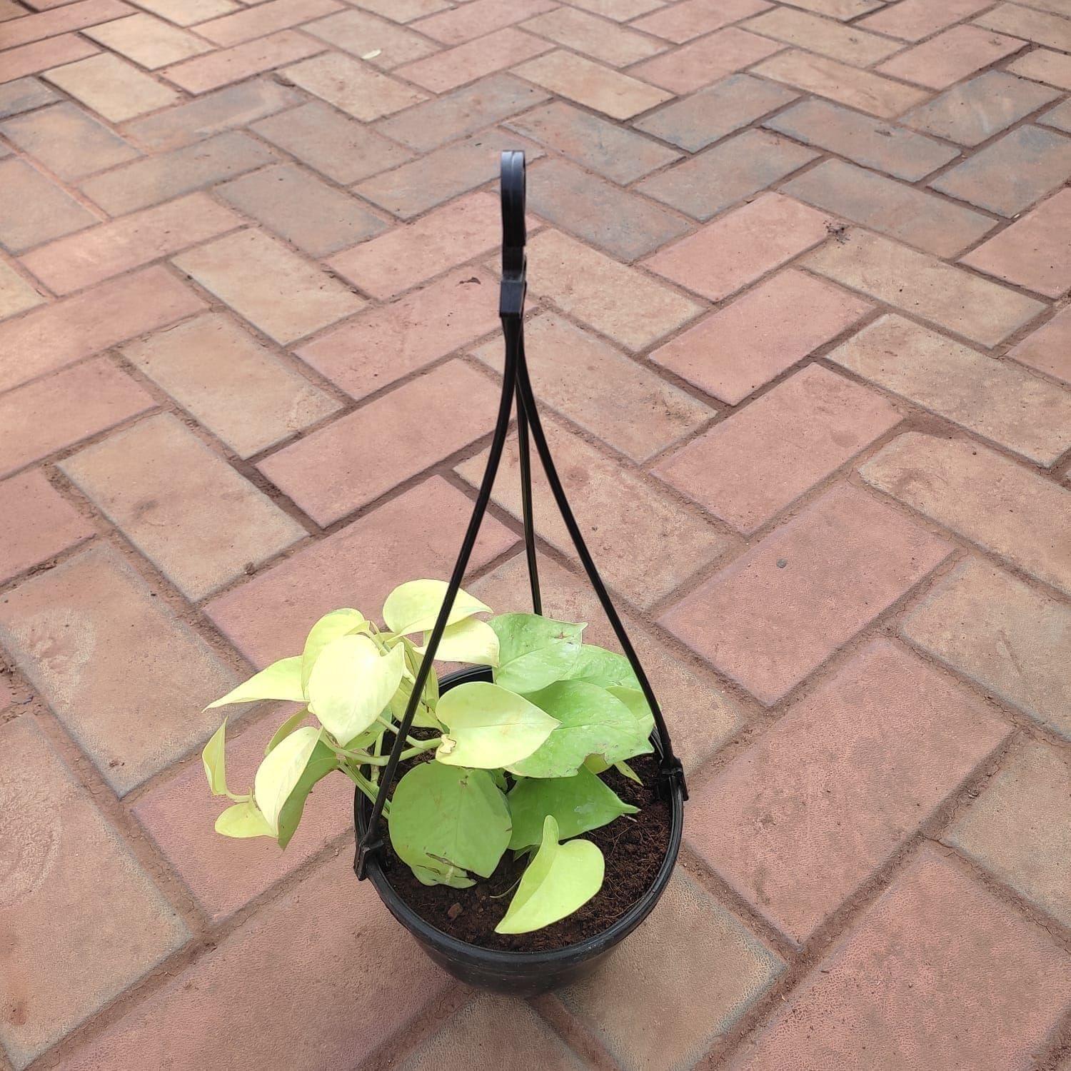 Money Plant Golden in 6 Inch Hanging Basket (any colour)