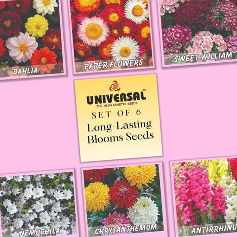 Set of 6 - Long-Lasting Blooms (Cut Flowers) Seeds - Excellent Germination | GMO Free