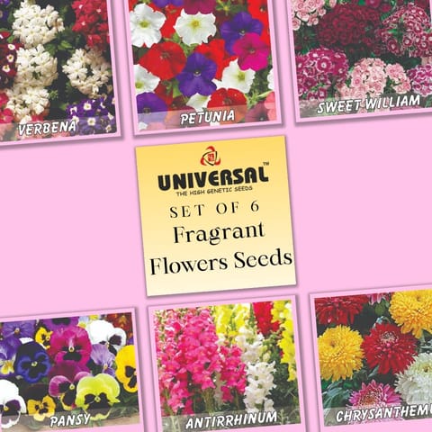 Set of 6 - Fragrant Flowers Seeds - Excellent Germination | GMO Free