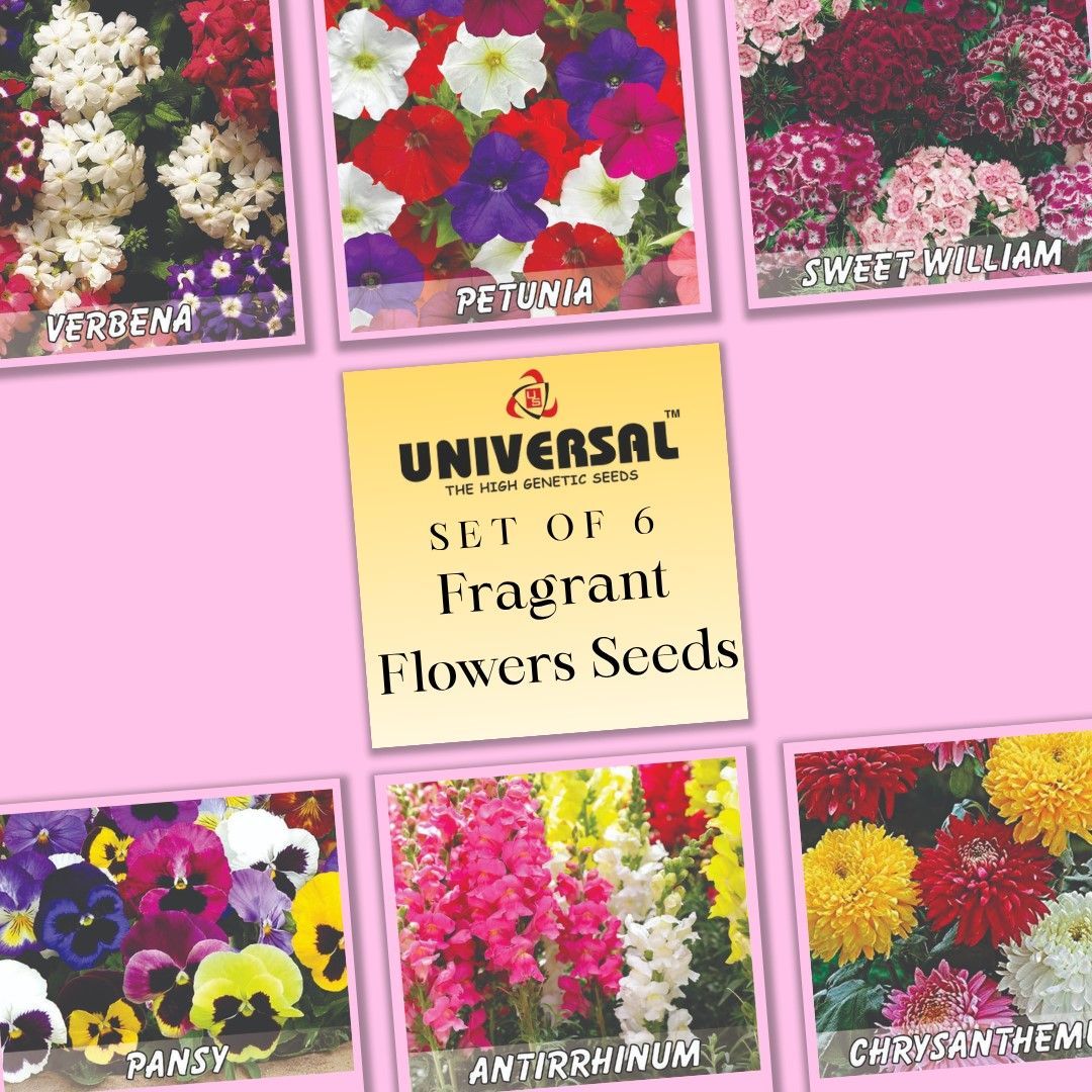 Set of 6 - Fragrant Flowers Seeds - Excellent Germination | GMO Free