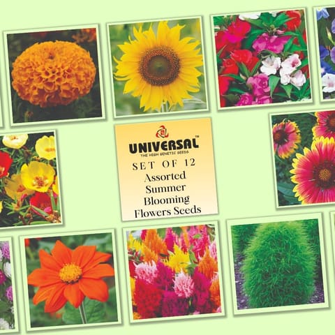 Set of 12 - Assorted Summer Blooming Flowers Seeds - Excellent Germination | GMO Free