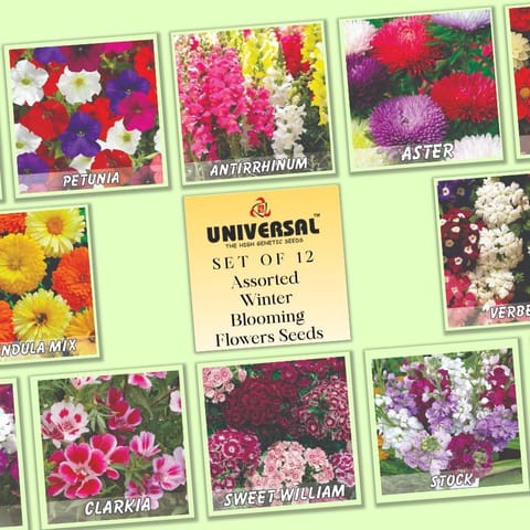 Set of 12 - Assorted Winter Blooming Flowers Seeds - Excellent Germination | GMO Free