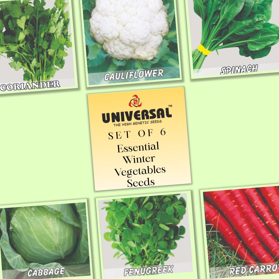 Set of 6 - Essential Winter Vegetables Seeds - Excellent Germination | GMO Free