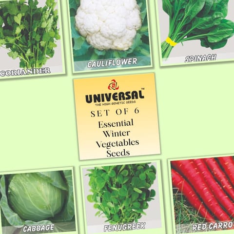 Set of 6 - Essential Winter Vegetables Seeds - Excellent Germination | GMO Free