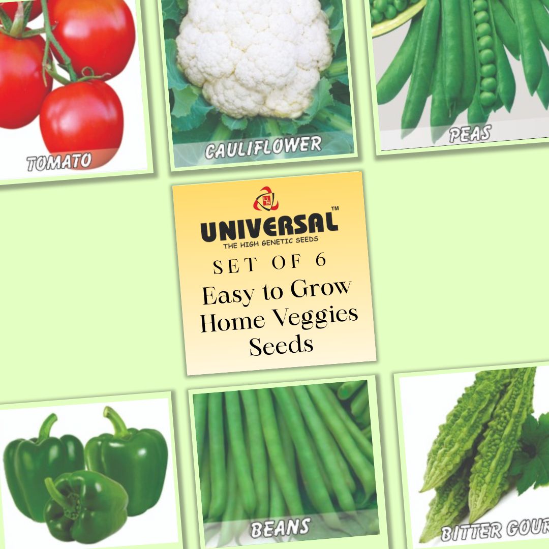 Set of 6 - Easy to Grow Home Veggies Seeds - Excellent Germination | GMO Free