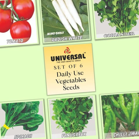 Set of 6 - Daily Use Vegetables Seeds - Excellent Germination | GMO Free