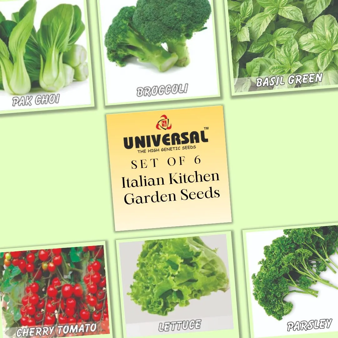 Set of 6 - Italian Kitchen Garden Vegetables Seeds - Excellent Germination | GMO Free