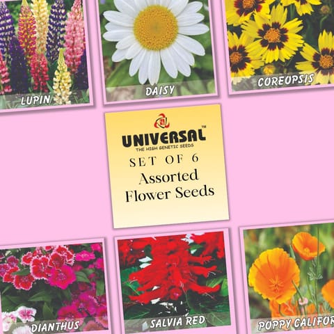Set of 6 - Assorted Flower Seeds - GMO Free | Premium Seeds | Excellent Germination | Easy to Grow | Vibrant Blooms