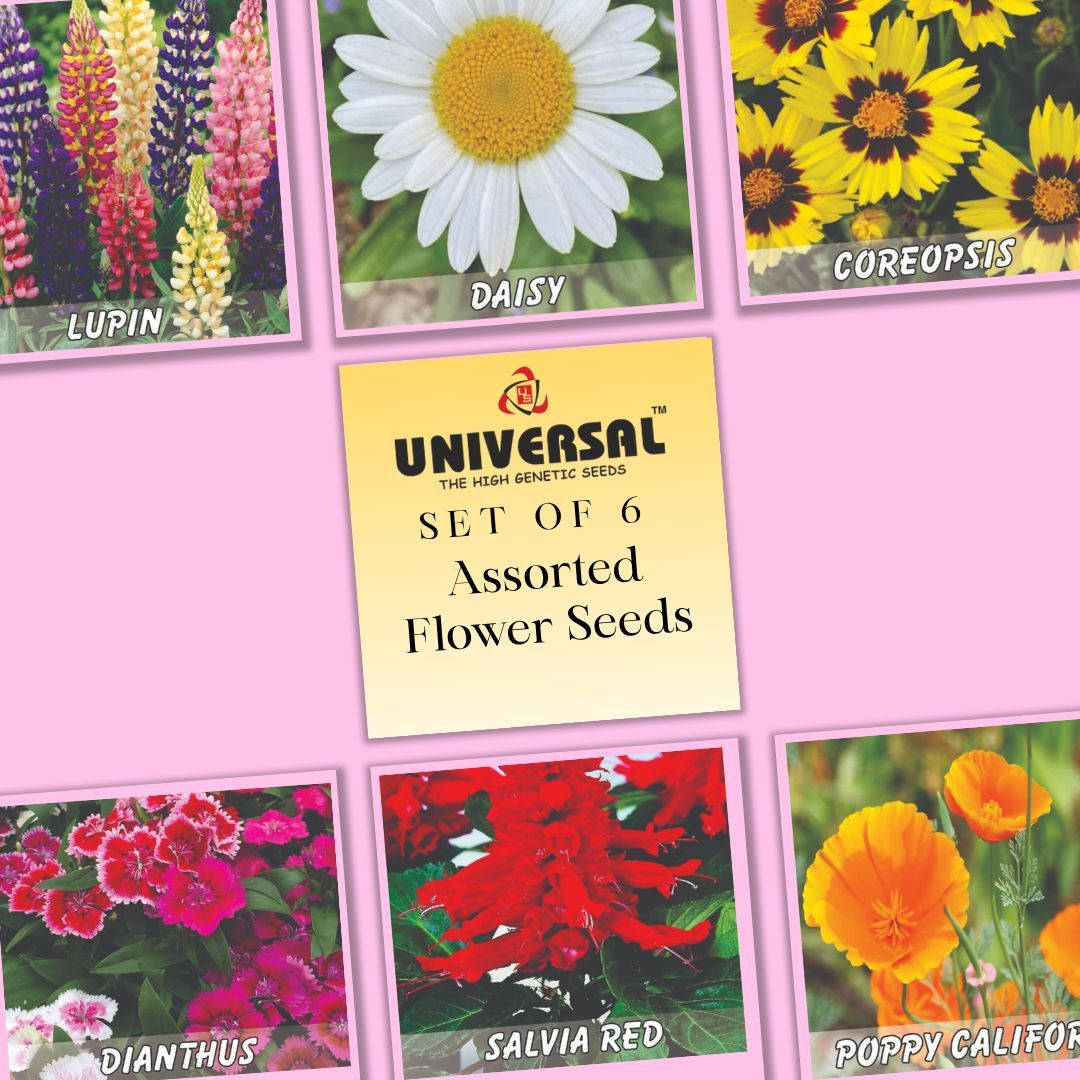 Set of 6 - Assorted Flower Seeds - GMO Free | Premium Seeds | Excellent Germination | Easy to Grow | Vibrant Blooms