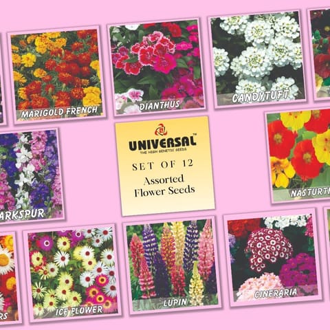 Set of 12 - Assorted Flower Seeds - GMO Free | Excellent Germination | Easy to Grow | Vibrant Blooms