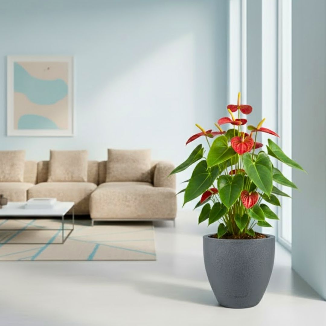 Anthurium Red in 08 X 08 Inch Grey Premium Convessa Fiberglass Planter