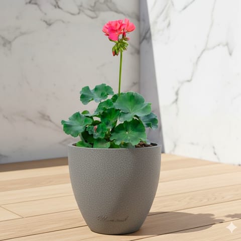 Geranium Pink ( ~ 1 Ft) in 08 X 08 Inch Grey Premium Convessa Fiberglass Planter