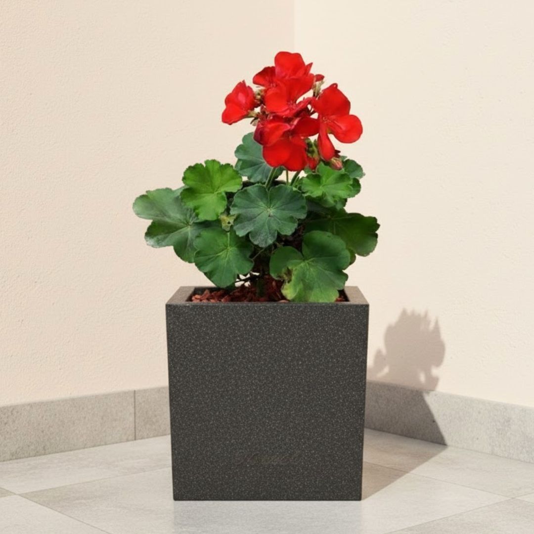 Geranium Red ( ~ 1 Ft) in 8 X 8 Inch Grey Premium Kyvos Fiberglass Planter