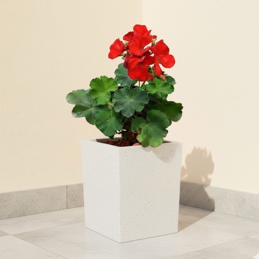 Geranium Red ( ~ 1 Ft) in 8 X 8 Inch White Premium Kyvos Fiberglass Planter