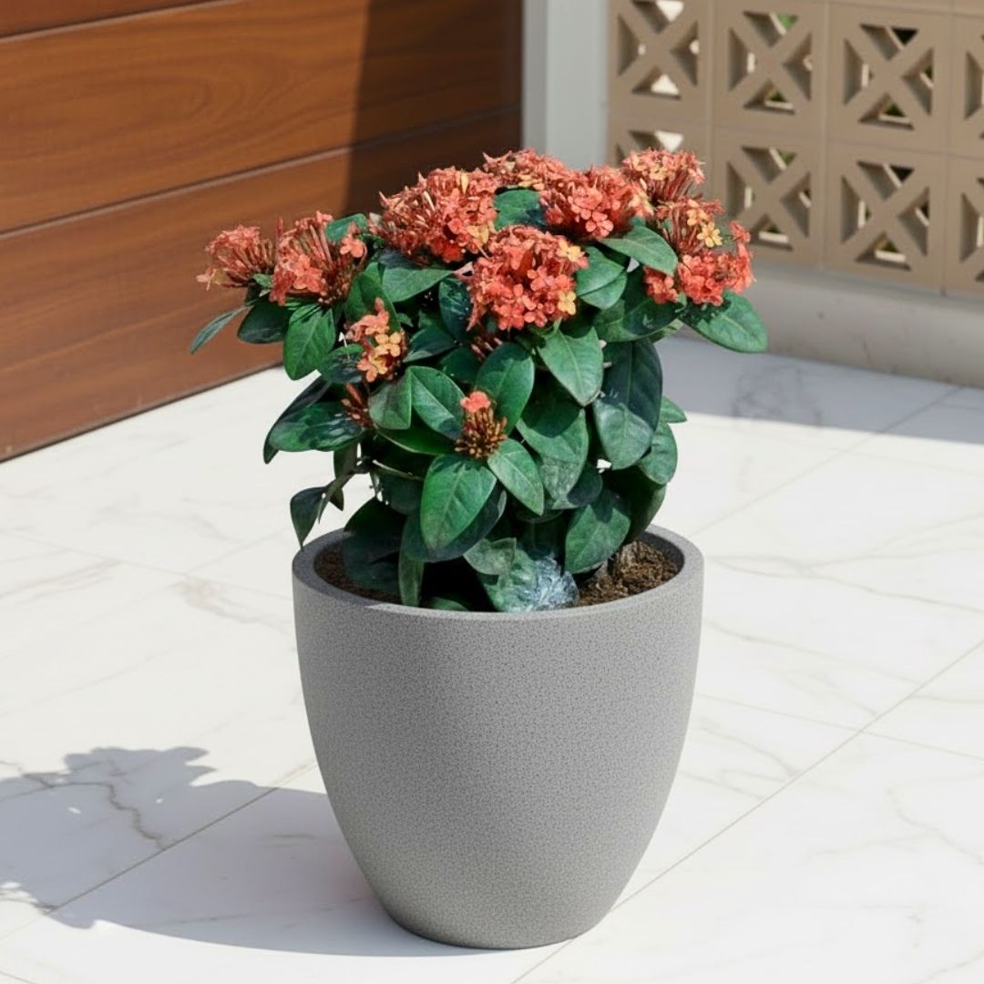 Ixora Red ( ~ 1 Ft) in 08 X 08 Inch Grey Premium Convessa Fiberglass Planter