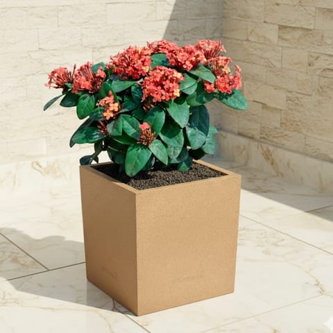 Ixora Red ( ~ 1 Ft) in 8 X 8 Inch Sandstone Premium Kyvos Fiberglass Planter