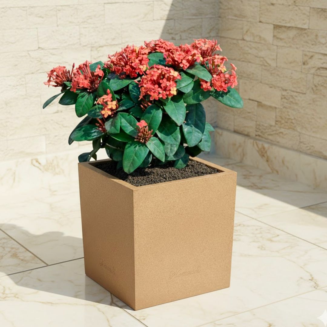 Ixora Red ( ~ 1 Ft) in 8 X 8 Inch Sandstone Premium Kyvos Fiberglass Planter