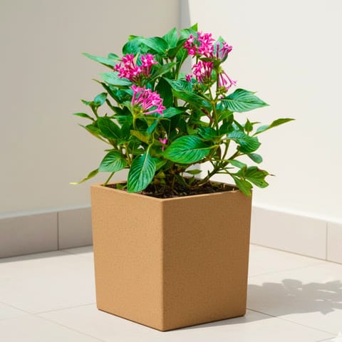 Pentas Pink ( ~ 1 Ft) in 8 X 8 Inch Sandstone Premium Kyvos Fiberglass Planter