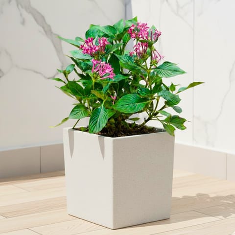 Pentas Pink ( ~ 1 Ft) in 8 X 8 Inch White Premium Kyvos Fiberglass Planter