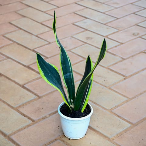 Snake Golden in 4 Inch Nursery Pot