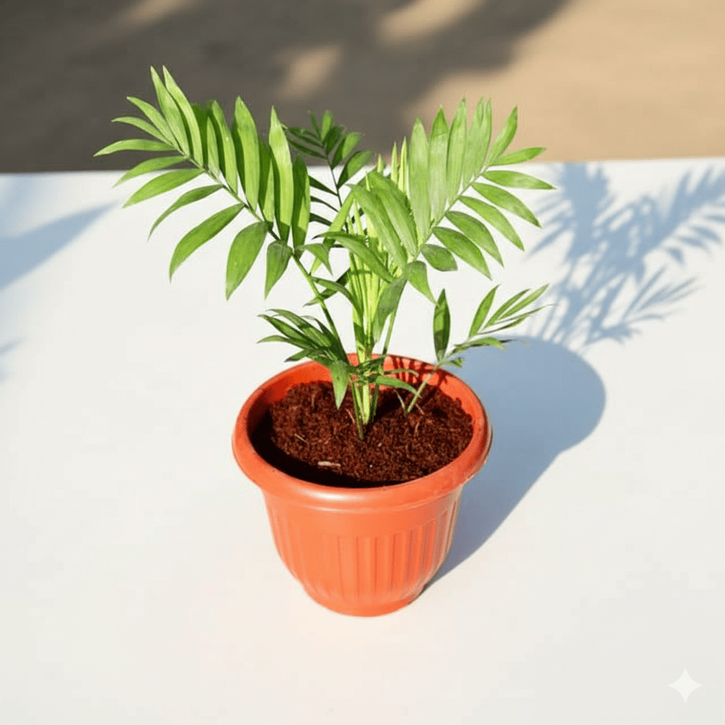 Chamaedorea Palm in 8 Inch Red Olive Plastic Pot