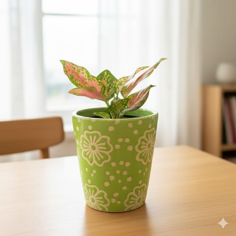 Aglaonema Pink Dalmatian in 4 inch Green Floral Designer Taper Ceramic Pot