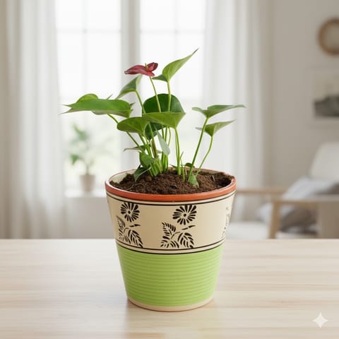 Anthurium in 5 Inch Green Black Flower Designer Balti Shaped Ceramic Pot