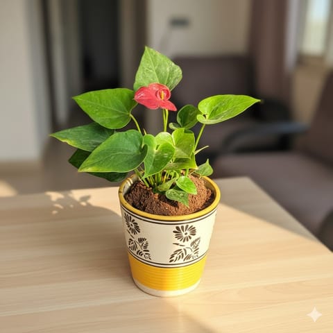 Anthurium in 5 Inch Yellow Black Flower Designer Balti Shaped Ceramic Pot